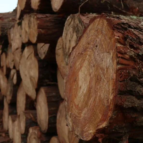 Corteza de madera resultante del proceso de transformación forestal