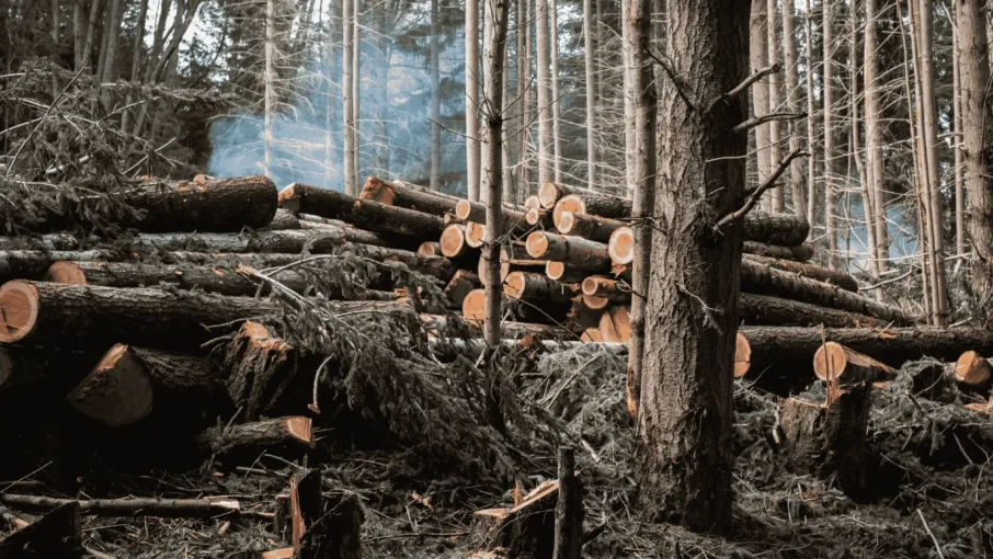 Actividades forestales de corta, transporte y aprovechamiento de troncos de pino