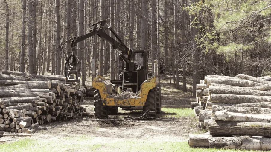Trabajos forestales de tala y gestión de madera realizados por Hijos de Ramón Rubal