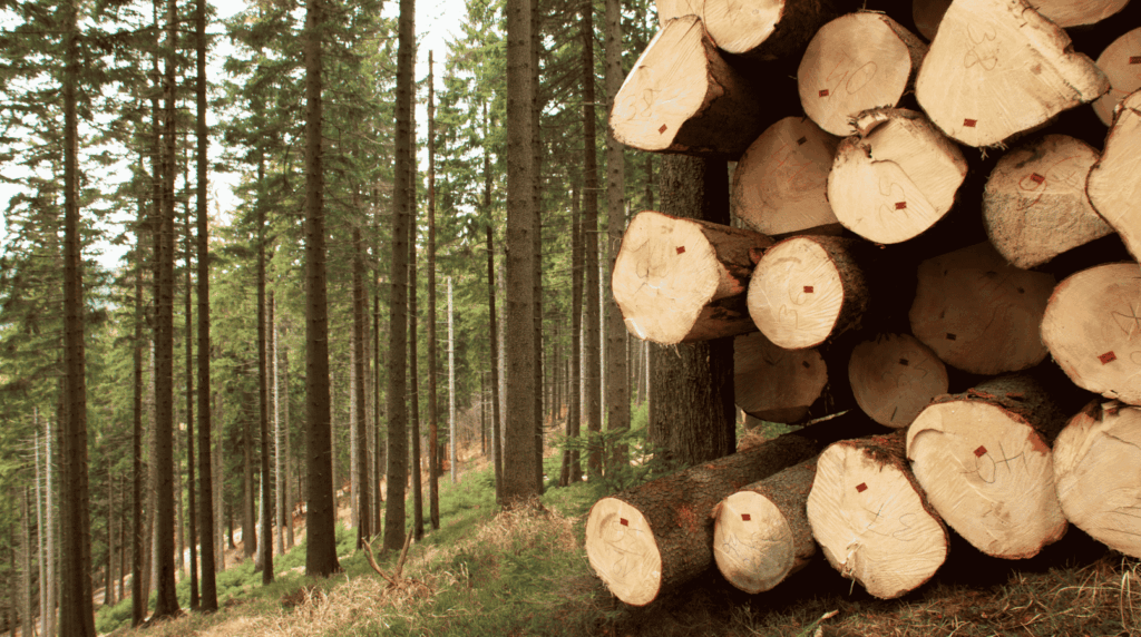 Gestión forestal sostenible en montes de Galicia