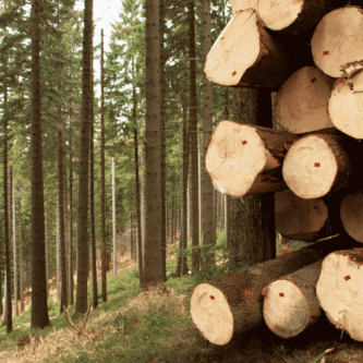 Gestión forestal sostenible en montes de Galicia