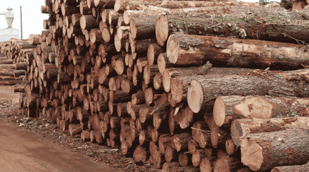 Proceso de transformación de la madera en aserradero de Galicia