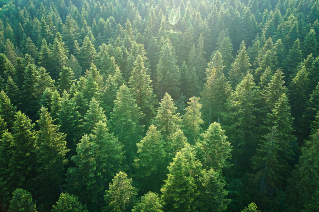 madera sostenible
