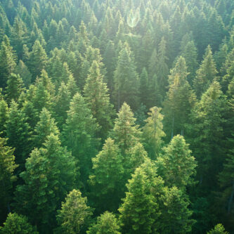 madera sostenible